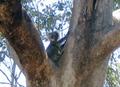 Koala_in_tree.jpg